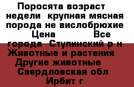 Поросята возраст 4 недели, крупная мясная порода(не вислобрюхие ) › Цена ­ 4 000 - Все города, Ступинский р-н Животные и растения » Другие животные   . Свердловская обл.,Ирбит г.